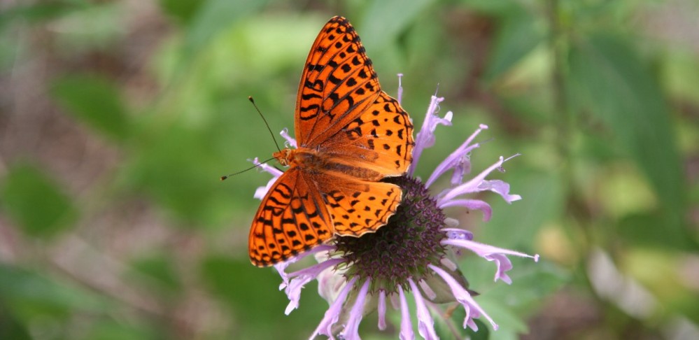 Butterfly